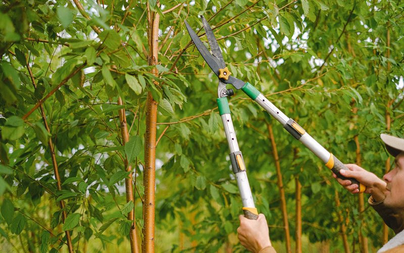Tree trimming in Sequatchie, TN