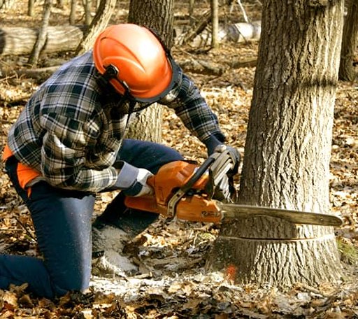 Tree Removal in Sequatchie, TN